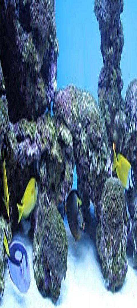 Salzwasseraquarium Viele bunte Fische im Salzwasseraquarium